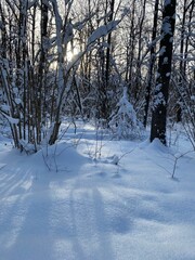 snow covered trees
