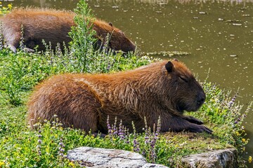 Le grand Cabiaï ou Capybara 
