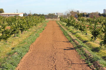 Fototapeta na wymiar Field of lemon trees during winter season in a farmland.