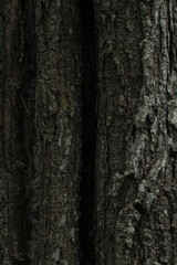 Tree Texture Details