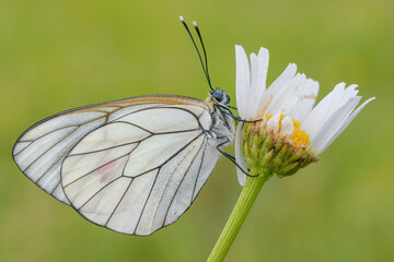 Aporia crataegi