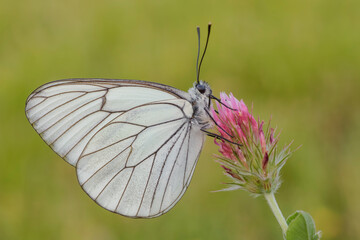 Aporia crataegi