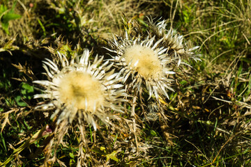 beautiful silver thistle flower on meadow
