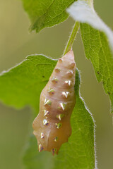 Brenthis Daphne, bozzolo 