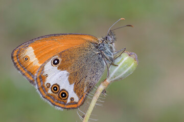 Coenonympha arcania 