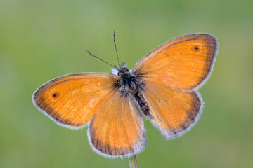 Coenonympha pamphilus