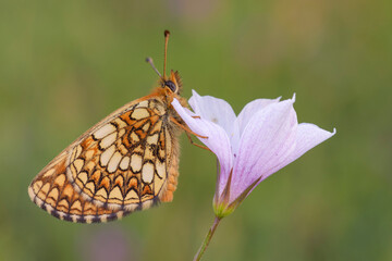 Melitaea aurelia