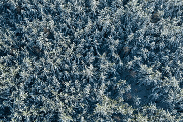 Verschneiter dichter Wald im Winter