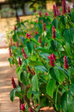 Costus speciosus flowers, bright red flowers, beautiful green stems and leaves. Black blurred background 