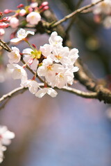Fototapeta na wymiar 春と共に咲き始めた桜