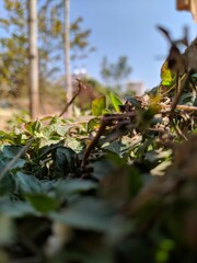autumn leaves in the woods