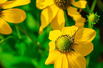 Prairie coneflower, beautiful bright yellow flower With bees and insects that pollinate There are blurred green leaves and black shadows in the background. 