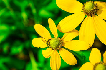Prairie coneflower, beautiful bright yellow flower With bees and insects that pollinate There are...
