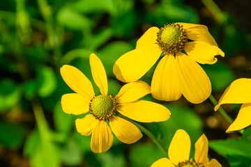 Prairie coneflower beautiful bright yellow flowers. With blurred green leaves And black shadow as background 