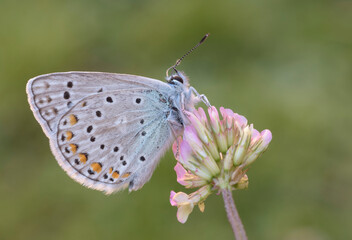 Polyommatus escheri