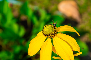 Prairie coneflower, beautiful bright yellow flower With bees and insects that pollinate There are blurred green leaves and black shadows in the background. 