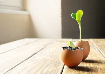 Seedling young bright green zucchini sprouts in egg shells, the concept of ecological gardening and...
