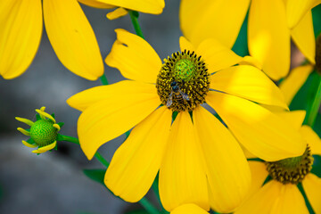 Prairie coneflower, beautiful bright yellow flower With bees and insects that pollinate There are...