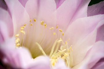 Close-up Of Pink Rose Flower