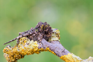 Valeria oleagina, farfalla notturna dal forte mimetismo 