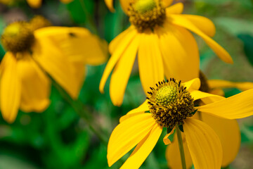 Prairie coneflower beautiful bright yellow flowers. With blurred green leaves And black shadow as background 