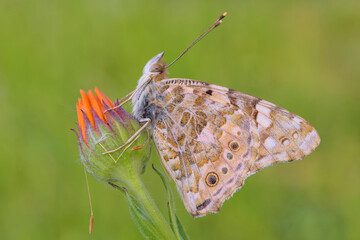 Vanessa cardui