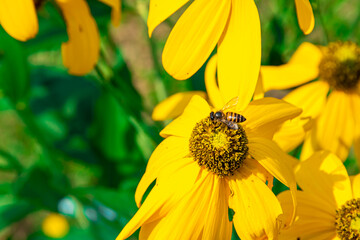 Prairie coneflower, beautiful bright yellow flower With bees and insects that pollinate There are blurred green leaves and black shadows in the background. 