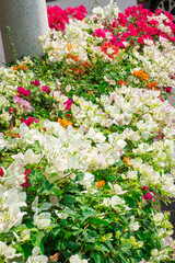 Blue flowers, colorful, beautiful bushes with blurred green leaves as a background. 