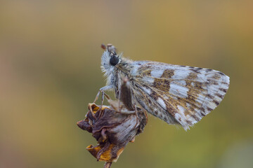 Pyrgus armoricanus, piccola farfalla