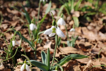 スノードロップ。　　学名ガランサス。　　マツユキソウ（待雪草）とも呼ばれる。いち早く春の訪れを知らせてくれる花の一つ。