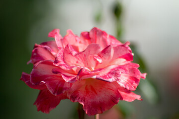 Bright beautiful pink rose in the garden, green leaves, nature outdoors, close-up of petals