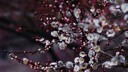 blossoms in spring