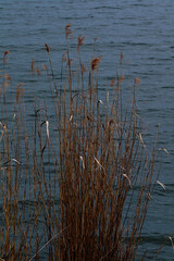 reeds in the lake