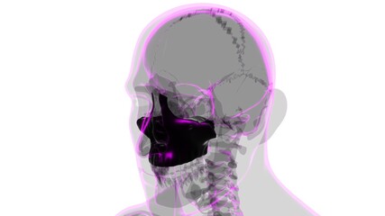 Human Skeleton Skull Maxillal Bone Anatomy For Medical Concept