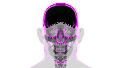 Human Skeleton Skull Parietal Bone Anatomy For Medical Concept