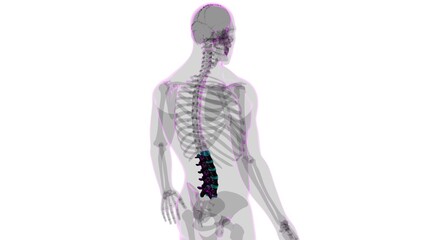 Human Skeleton Vertebral Column Lumbar Vertebrae Anatomy