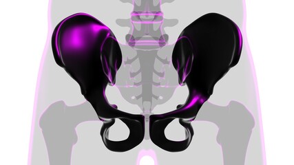 Human Skeleton Hip or Pelvic bone Anatomy For Medical Concept