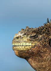 The marine iguana (Amblyrhynchus cristatus) resting and sunning to warm up before foraging algae in the sea. San Cristobal Island of Galapagos.