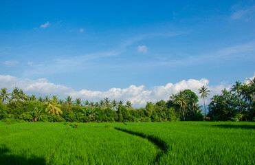 Asian agriculture paddy field
