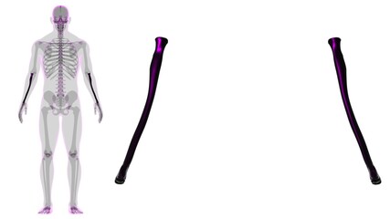 Human skeleton anatomy Radius Bone 3D Rendering