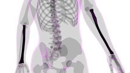 Human skeleton anatomy Radius Bone 3D Rendering