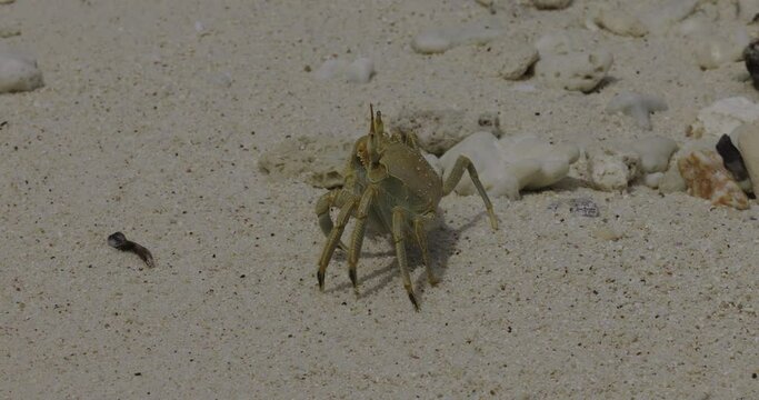 Ghost Crab on Cousin Island Nature Reserve in the Seychelles