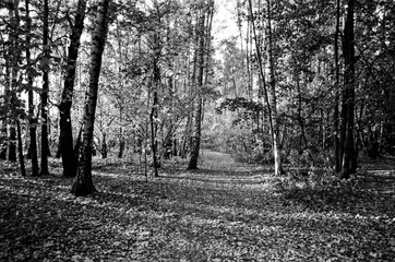 trees in the park in autumn