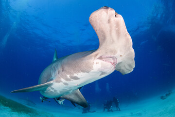Fototapeta premium 変わった形のサメ