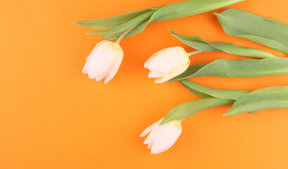 White blossoming tulips on an orange background. Flowers as a gift to a woman. Women's Day, Mother's Day, 8 March