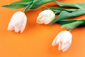Obraz na płótnie Canvas White blossoming tulips on an orange background. Flowers as a gift to a woman. Women's Day, Mother's Day, 8 March