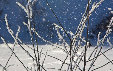Winter decorations in Nature