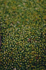 Mung beans are a type of palawija which is widely known in the tropics. Plants belonging to the legume tribe have many benefits in everyday life as a source of high vegetable protein food.