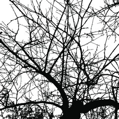 Realistic vector black silhouette of tree bare branches without leaves on a white background. Lifeless naked bush, shrub with fallen leaves