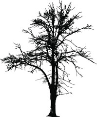 Silhouette of a big tree without leaves on a white background, the vector image